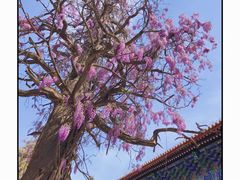 -北京国子监胡同