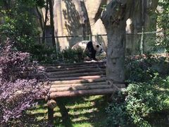 -都江堰中华大熊猫苑