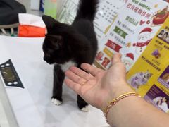 -四月宠物医院·猫专科·心脏专科·内科(转塘店)