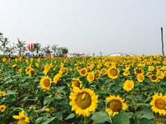 -金卉庄园
