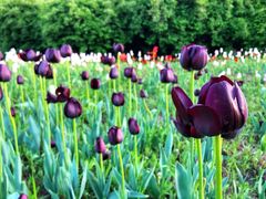 -长春公园(普阳街道)