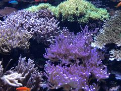 -西雅图水族馆