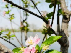 -莫愁湖公园