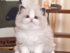 -小猫来了·猫舍(红山六九七九店)