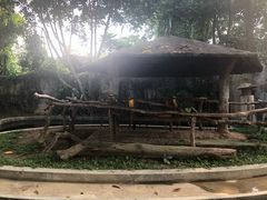 -清迈夜间动物园