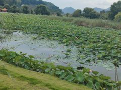 -马家斑.鲜鱼火锅(松湖万科店)