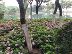 -金银湖国家城市湿地公园