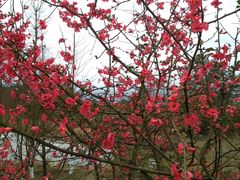 -铁山坪森林公园