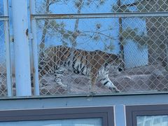 -青藏高原野生动物园