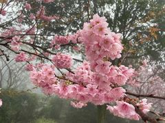 -南山植物园