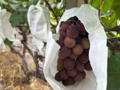 -马陆小张葡萄园农家乐