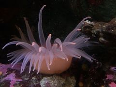-西雅图水族馆