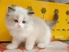 -东方名猫馆·英短金渐层布偶猫舍(环线广场1号楼店)