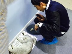 喵的天空-喵的天空名猫咖啡馆·撸猫·猫舍·用品