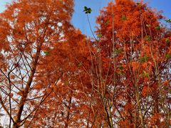 -昆山城市生态森林公园