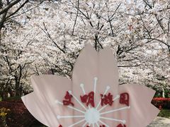 -高东镇樱花园