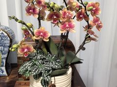 -双季花艺园艺市场(浦东店)