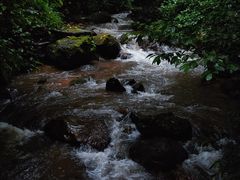 -莫里热带雨林景区