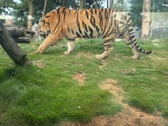 -西霞口神雕山野生动物世界