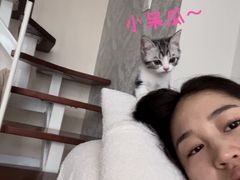 -欣宠猫屋·矮脚拿破仑·蓝金金渐层