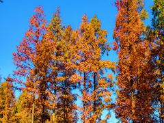 -黄海国家森林公园