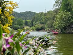 -深圳仙湖植物园