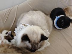 -怪兽屋·羊驼·猫咖·狗咖(俊华广场店)