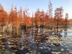 -池杉湖湿地公园