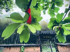 -祁门牯牛降观音堂风景区