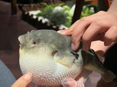 -肆月河豚·淮扬菜·湘菜(华天店)