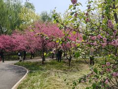 -莲花池公园
