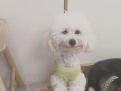 -柴犬小屋·柴餐厅·狗咖食堂(金鼎广场店)