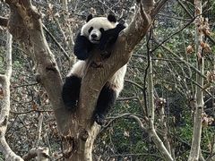 -都江堰中华大熊猫苑