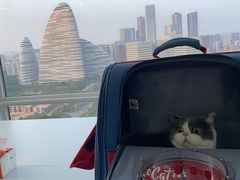 -爱洗澡的猫(望京店)