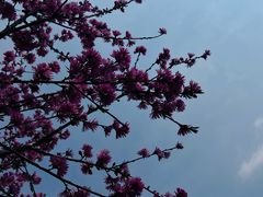 -南汇桃花村