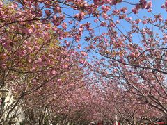 -高东镇樱花园