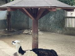 -成都动物园