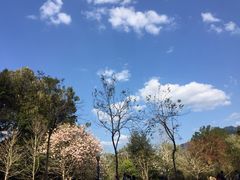 -广州市流溪河国家森林公园