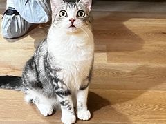 -MOCHA明星猫咖(田子坊店)