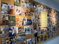 -翊宠yipet猫狗购宠庄园犬舍•猫舍