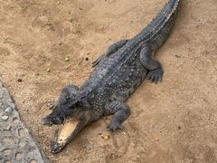 -石家庄市动物园