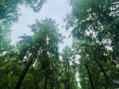 -黄海国家森林公园