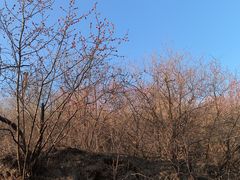 -妙峰山风景名胜区