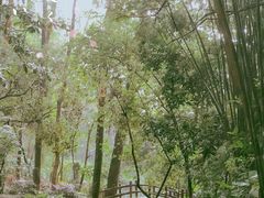 -火炉山森林公园