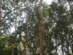 -大兴滨河森林公园
