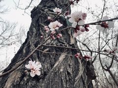 -桃花堤公园