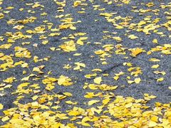 -三里屯东五街银杏大道
