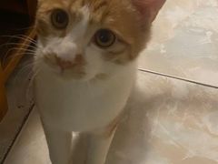 -米苏动物医院·犬猫专科·骨科外科内窥镜