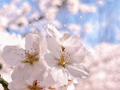 -高东镇樱花园