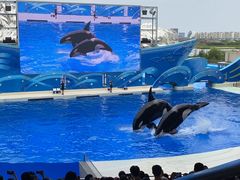 -上海海昌海洋公园
